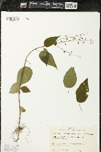 Circaea quadrisulcata image