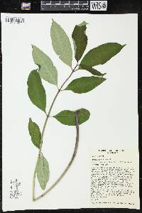 Asclepias purpurascens image