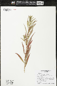 Ludwigia polycarpa image