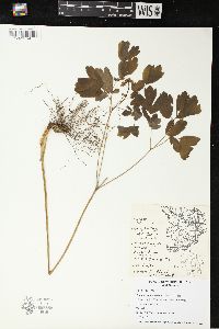 Caulophyllum thalictroides image