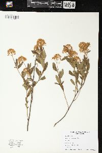 Ceanothus herbaceus image