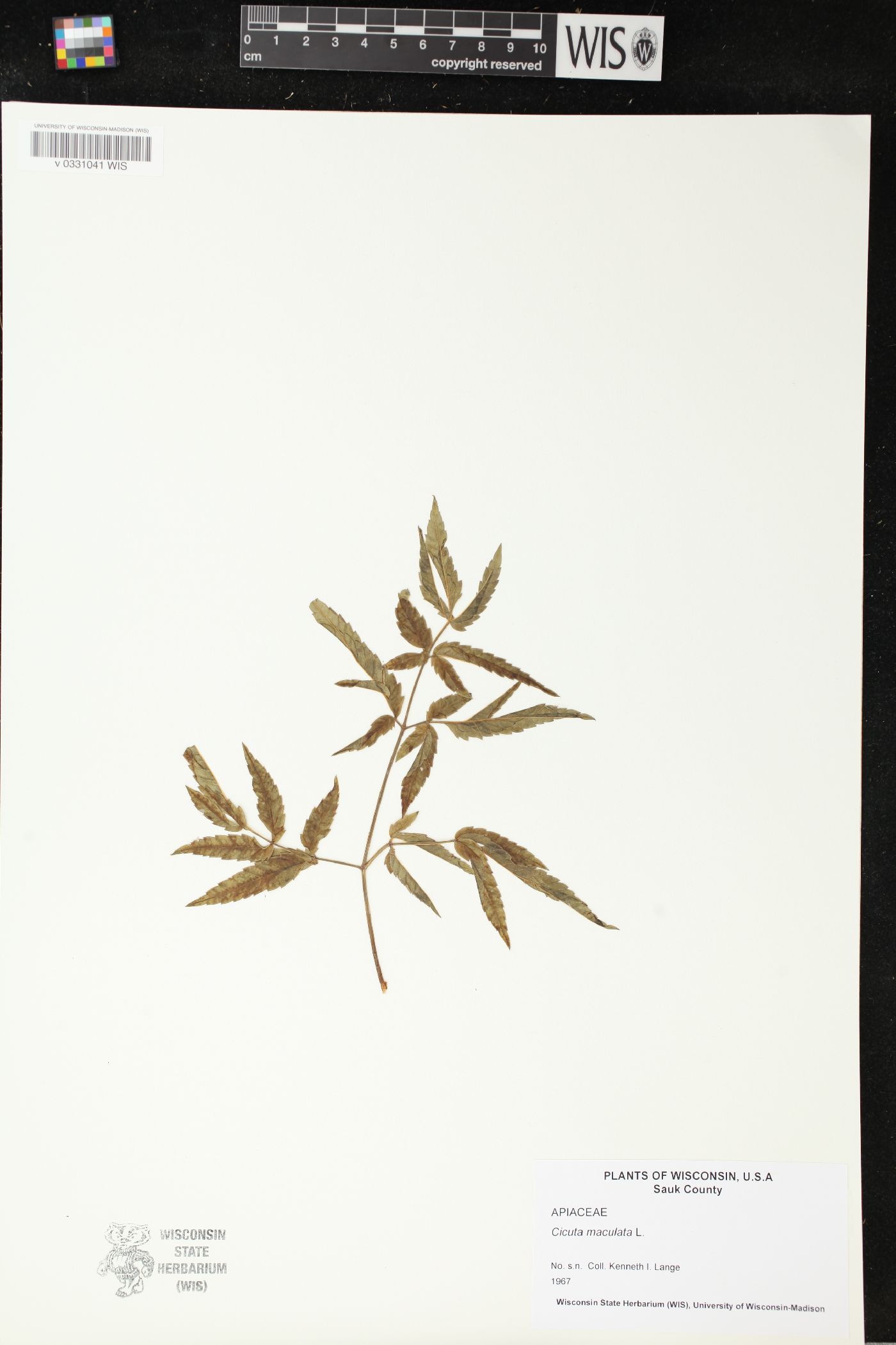 Cicuta maculata image