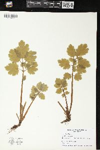 Chelidonium majus image