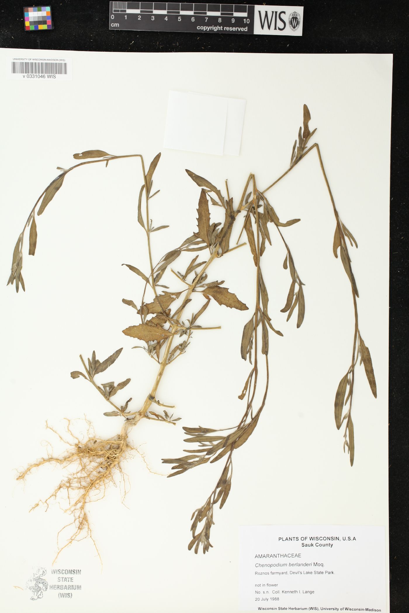Chenopodium berlandieri image