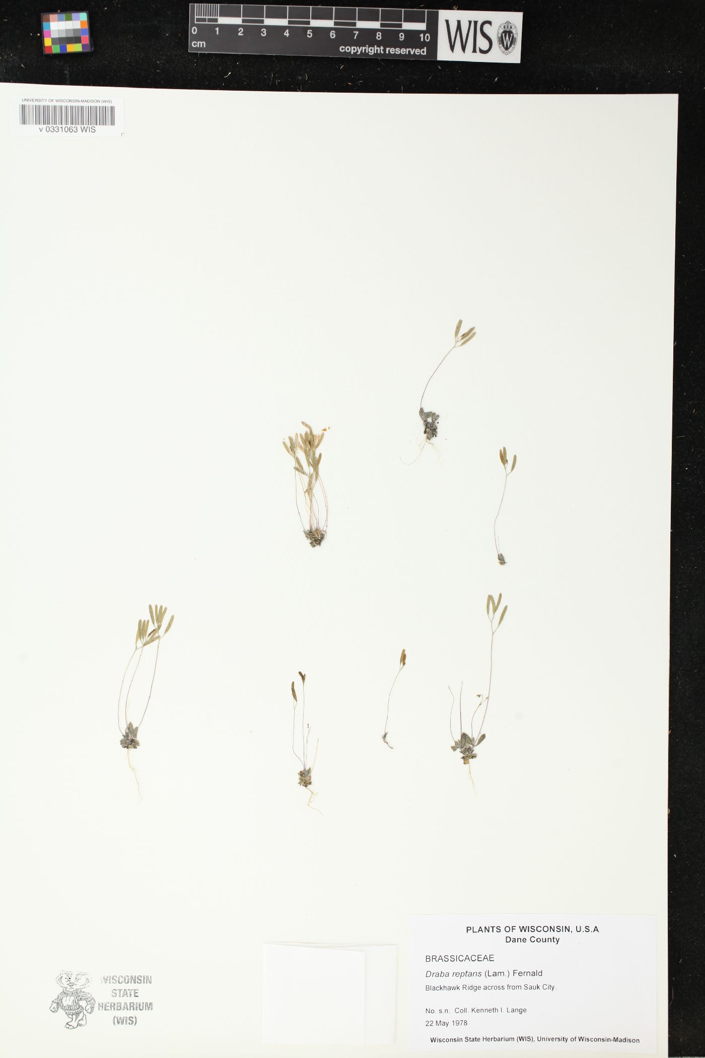 Draba reptans image