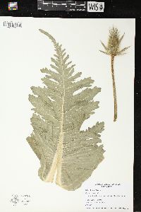 Dipsacus laciniatus image