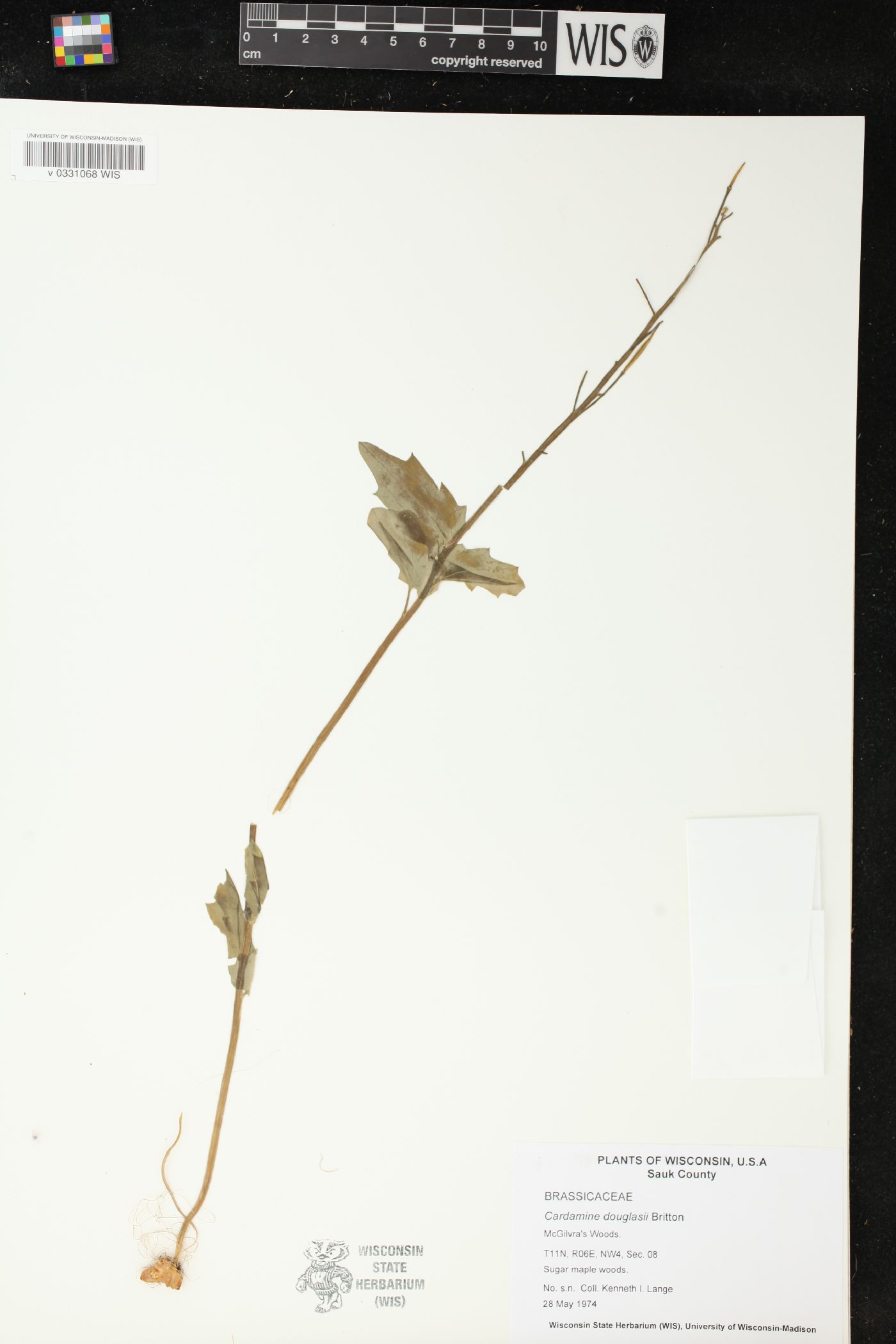 Cardamine douglassii image