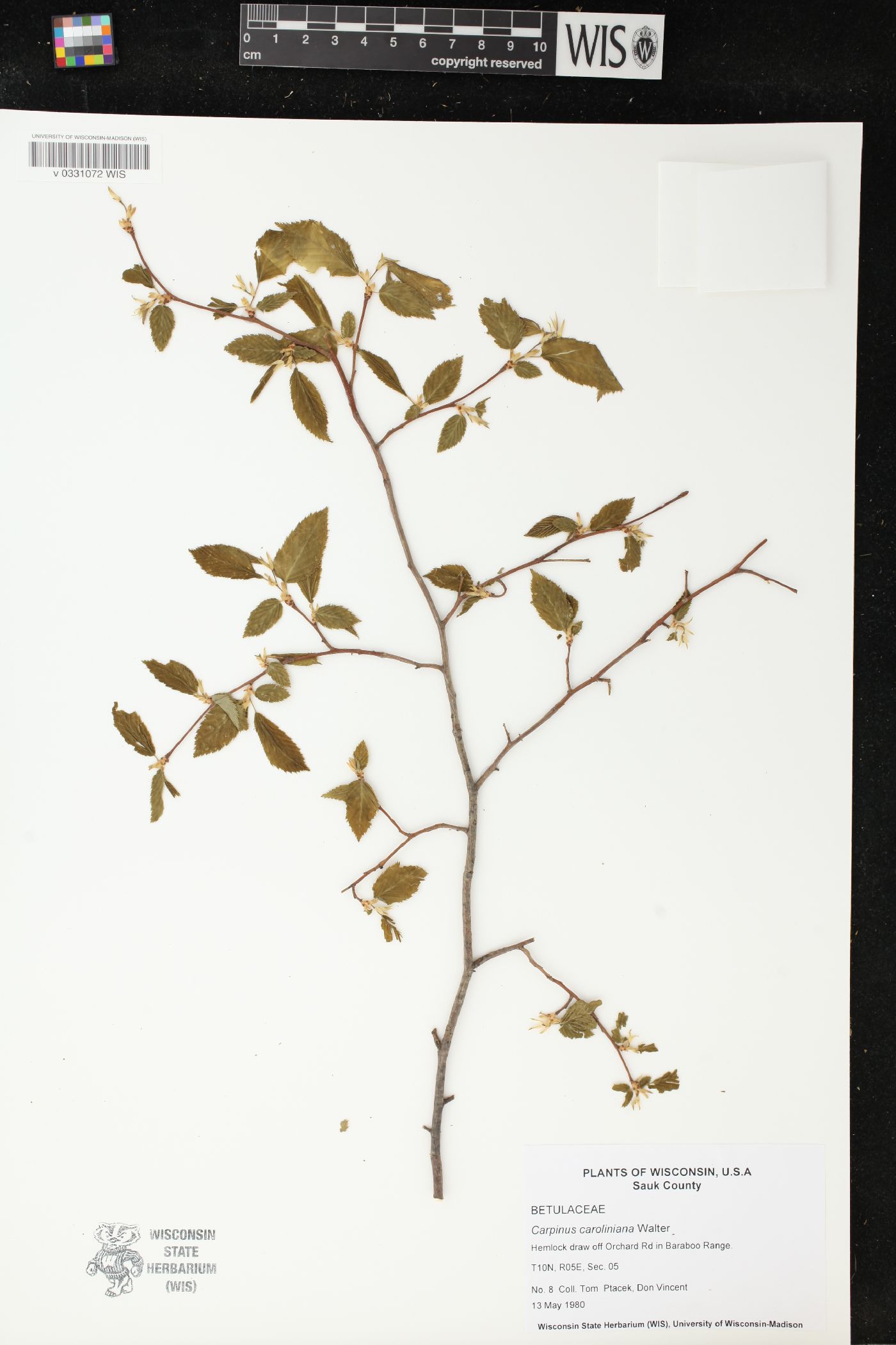 Carpinus caroliniana image
