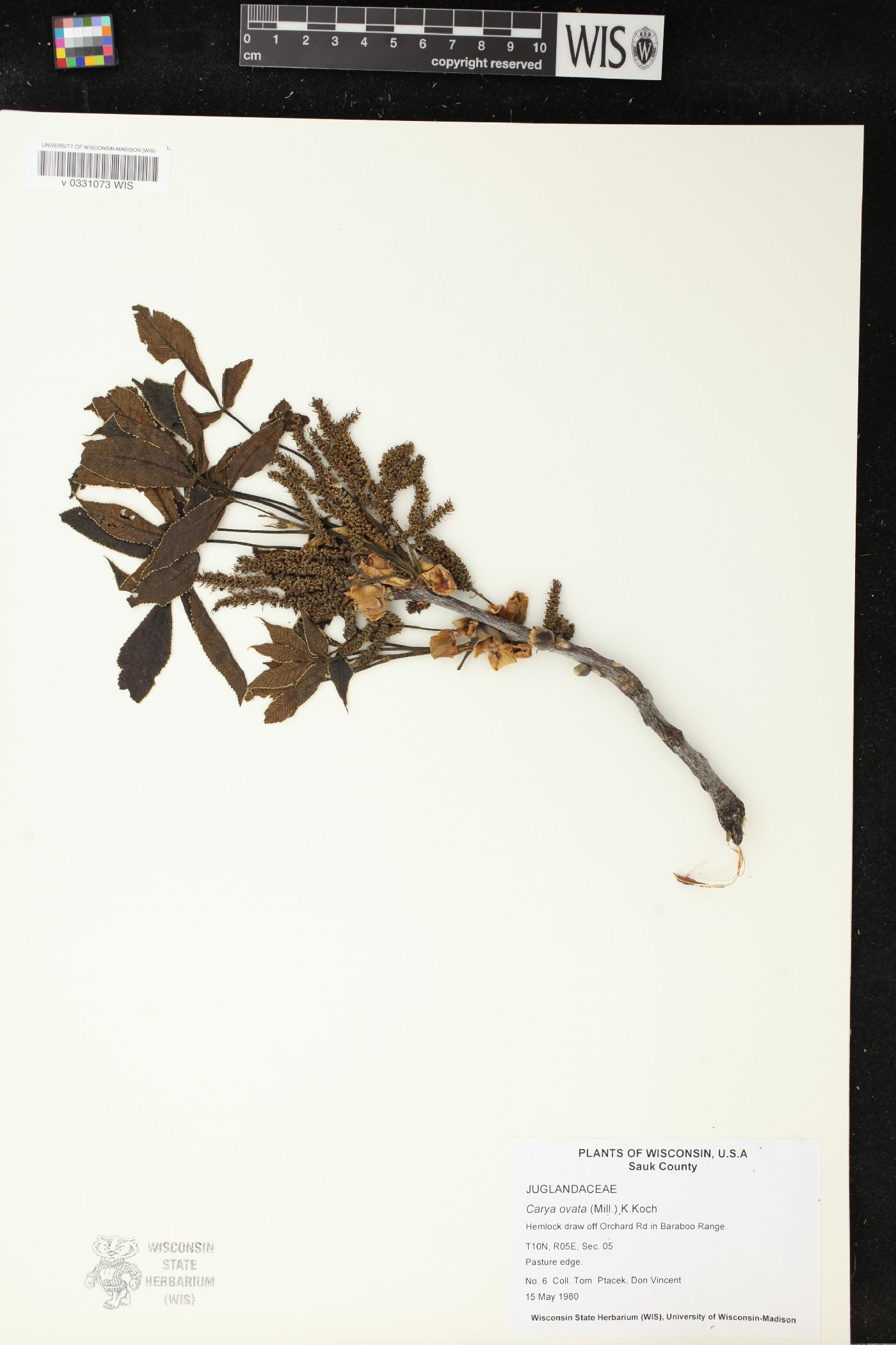 Carya ovata image