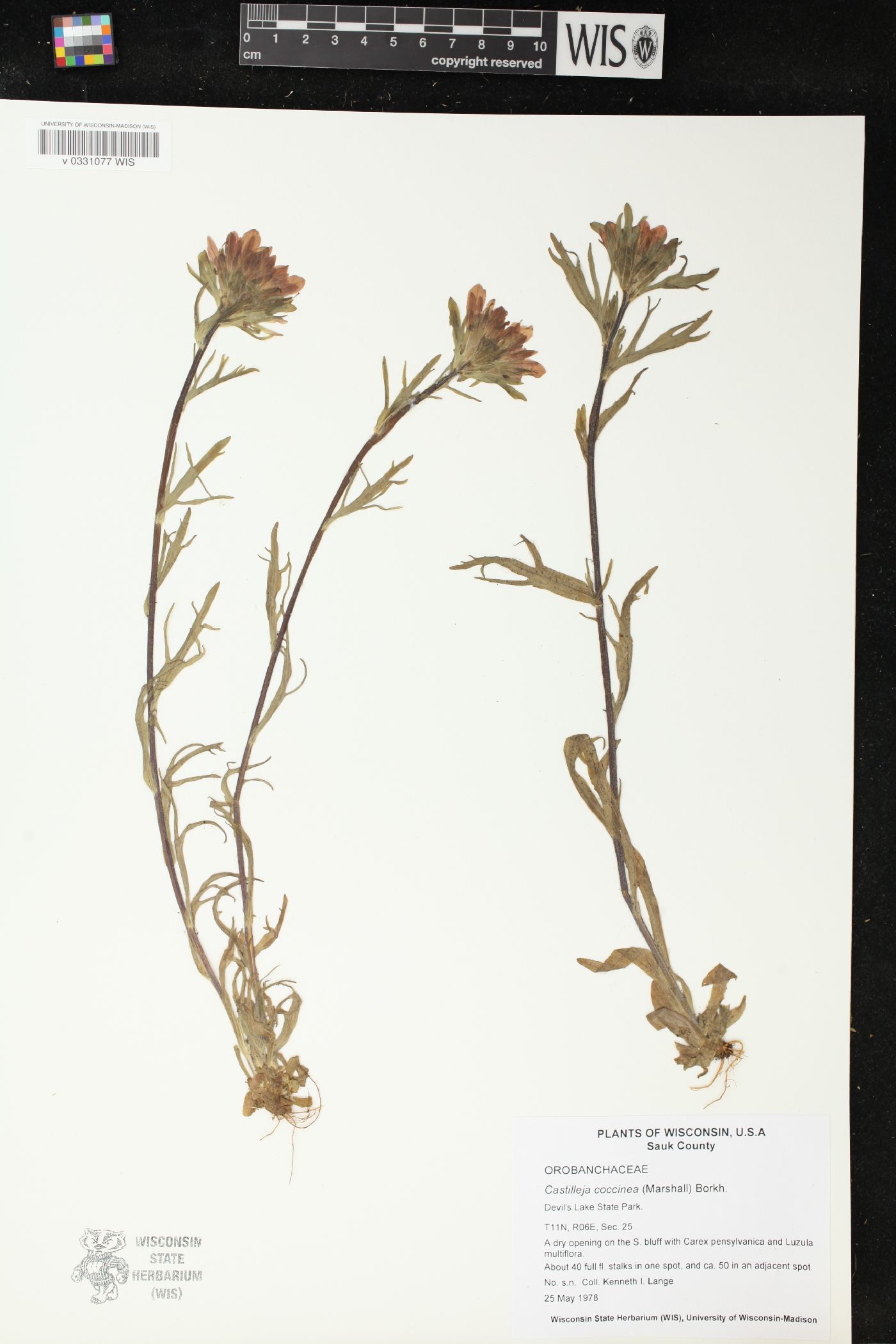 Castilleja coccinea image