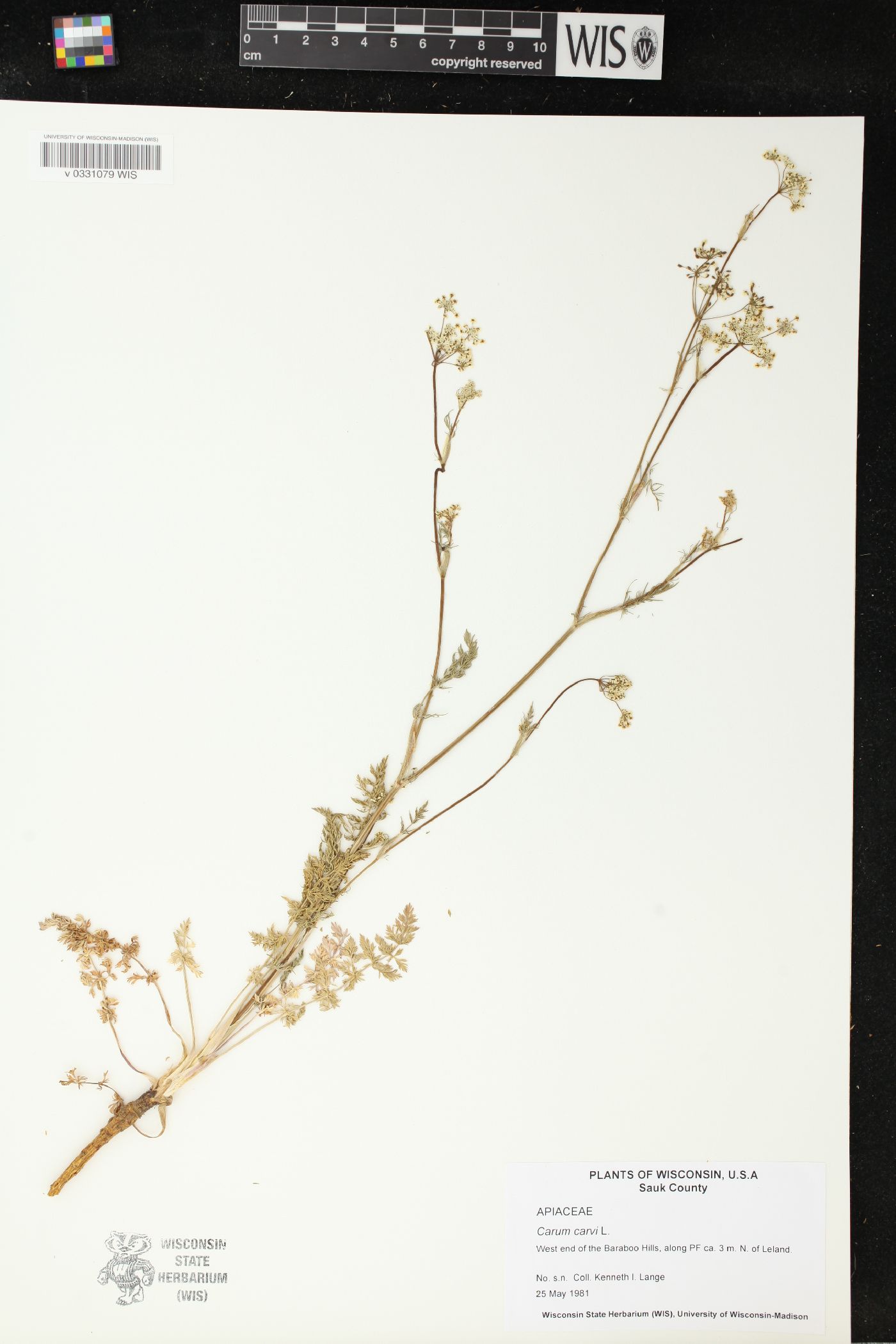 Carum carvi image