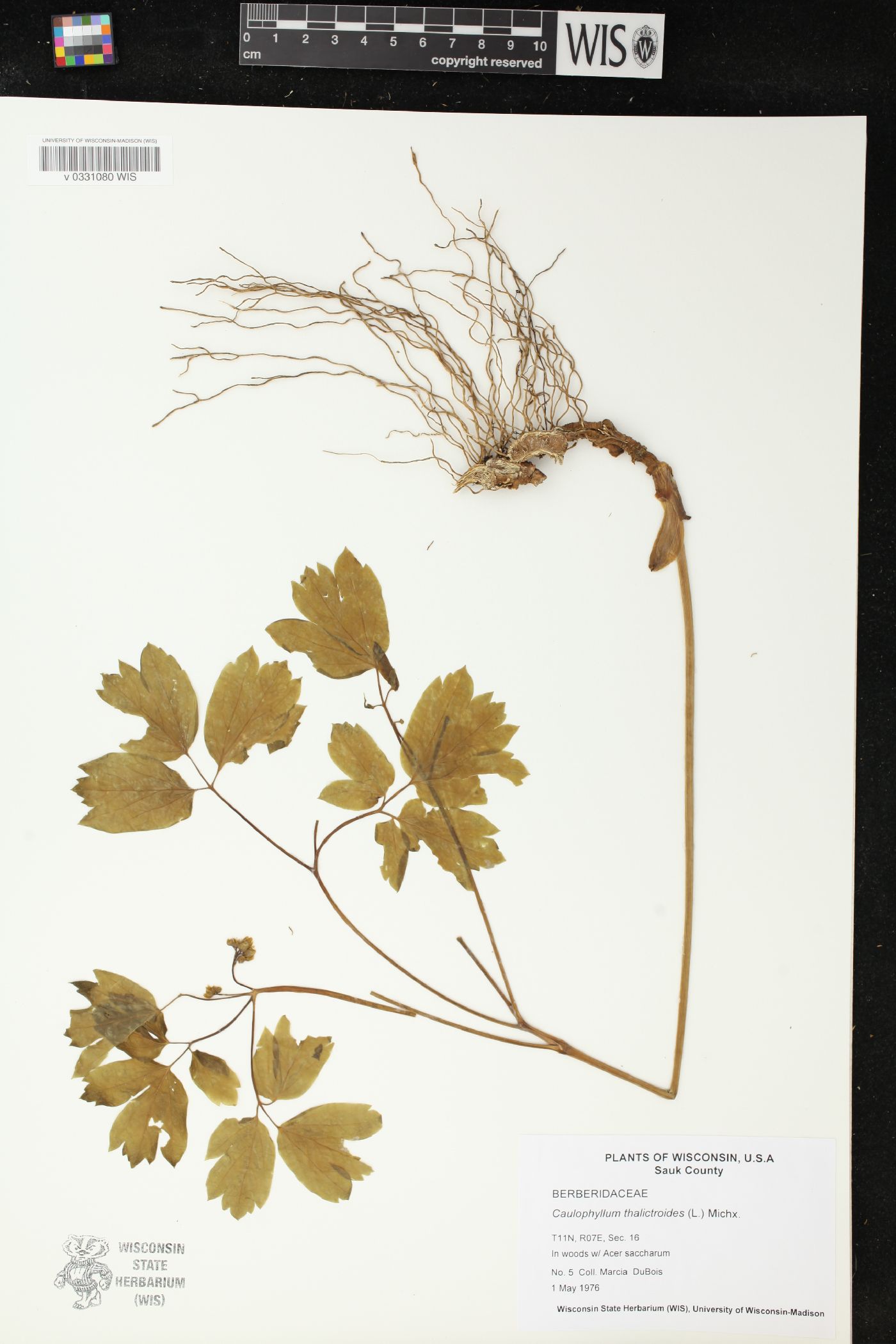 Caulophyllum thalictroides image