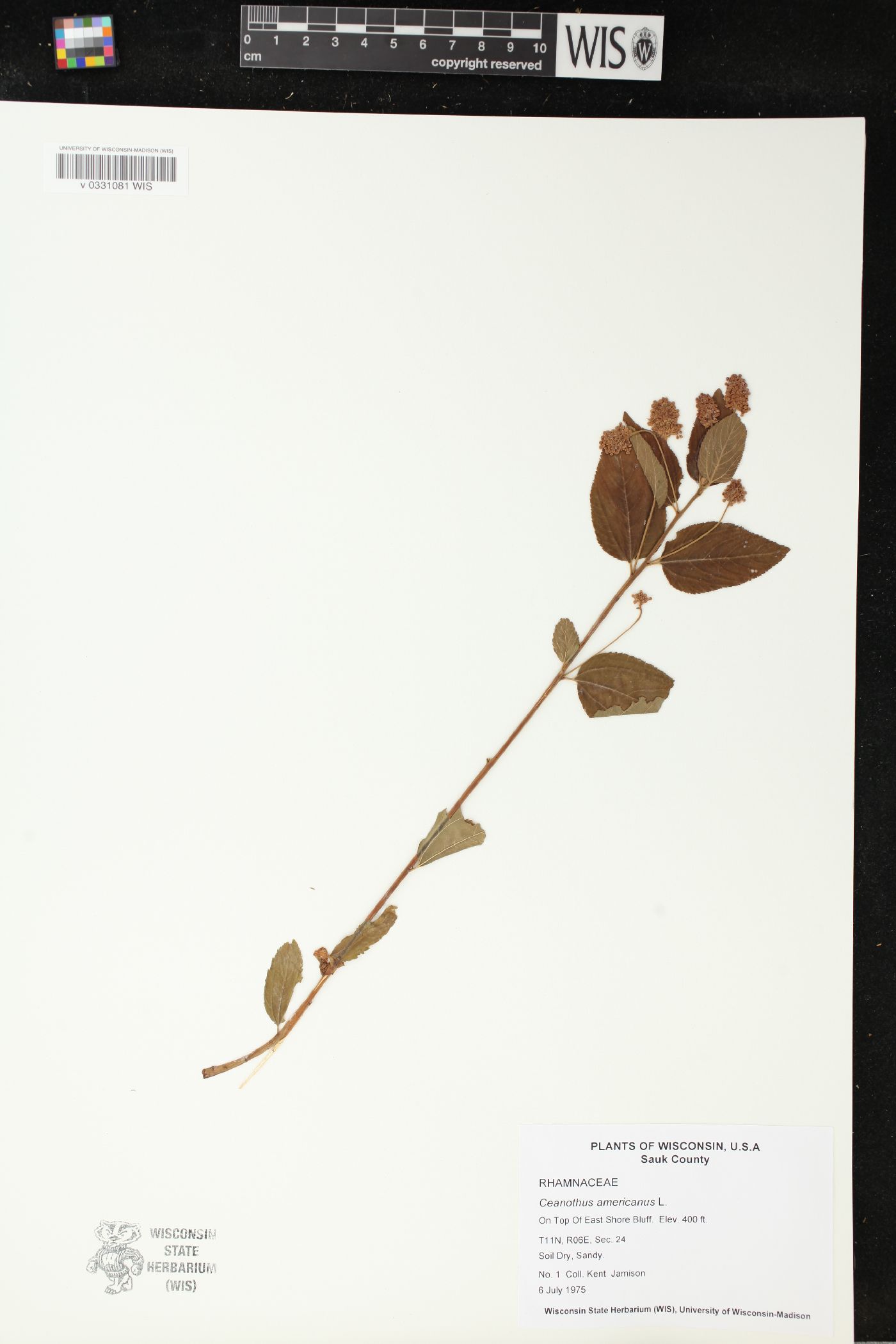 Ceanothus americanus image