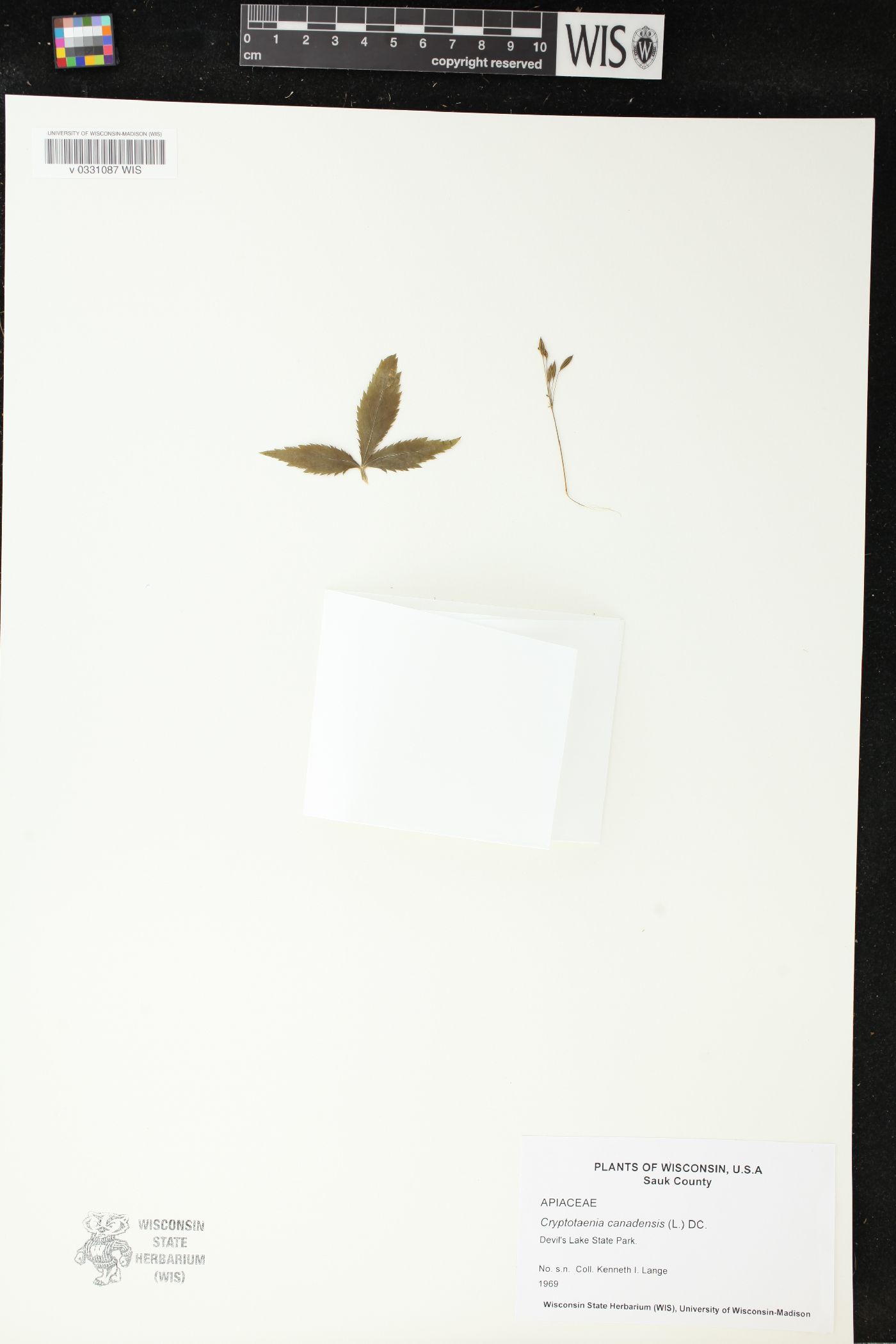 Cryptotaenia canadensis image