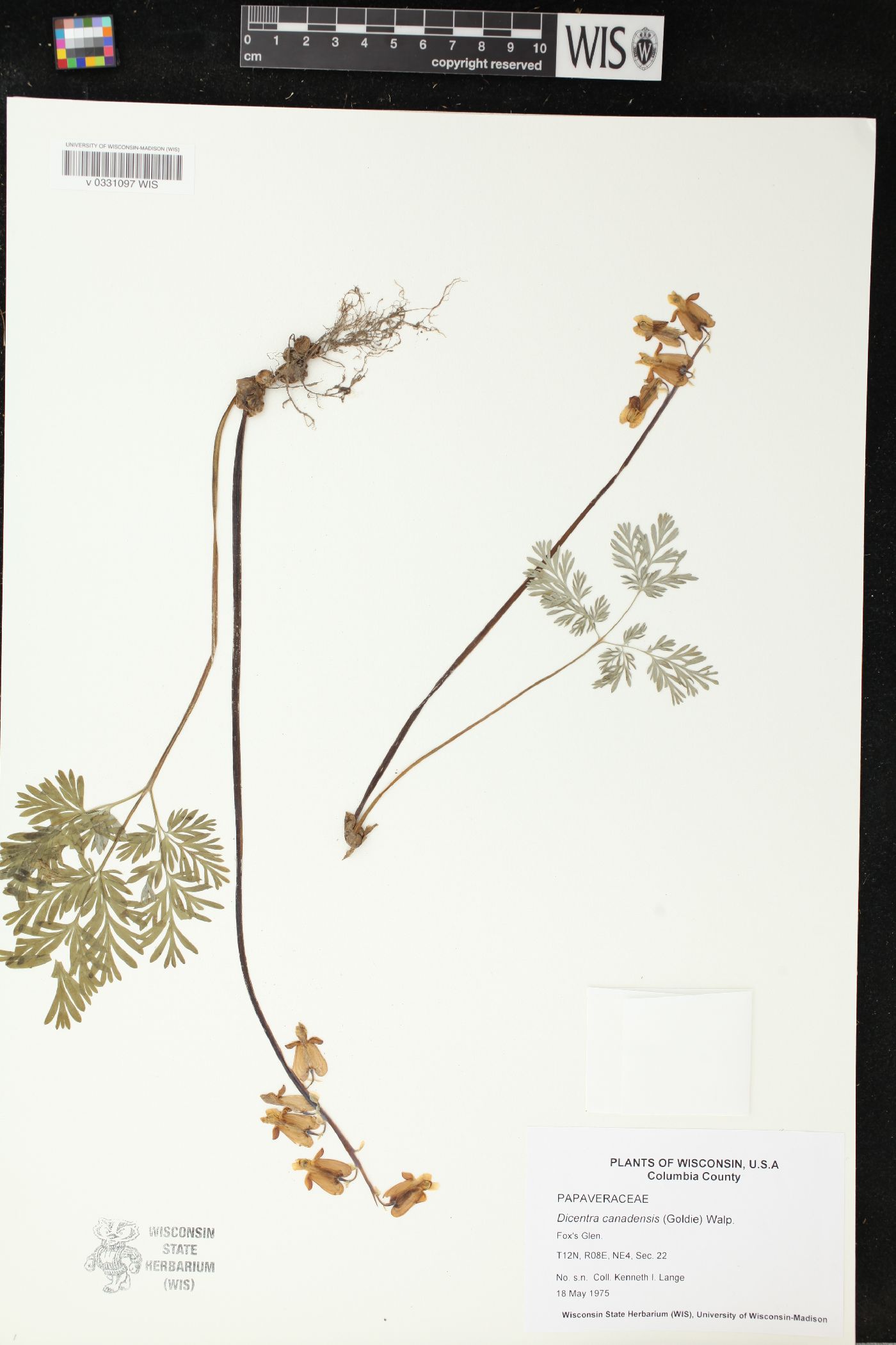 Dicentra canadensis image