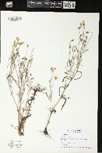 Crepis tectorum image