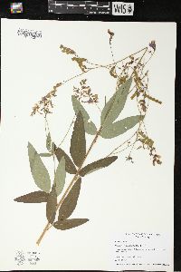 Desmodium canadense image