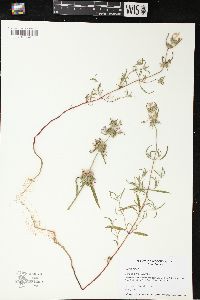 Clinopodium vulgare image