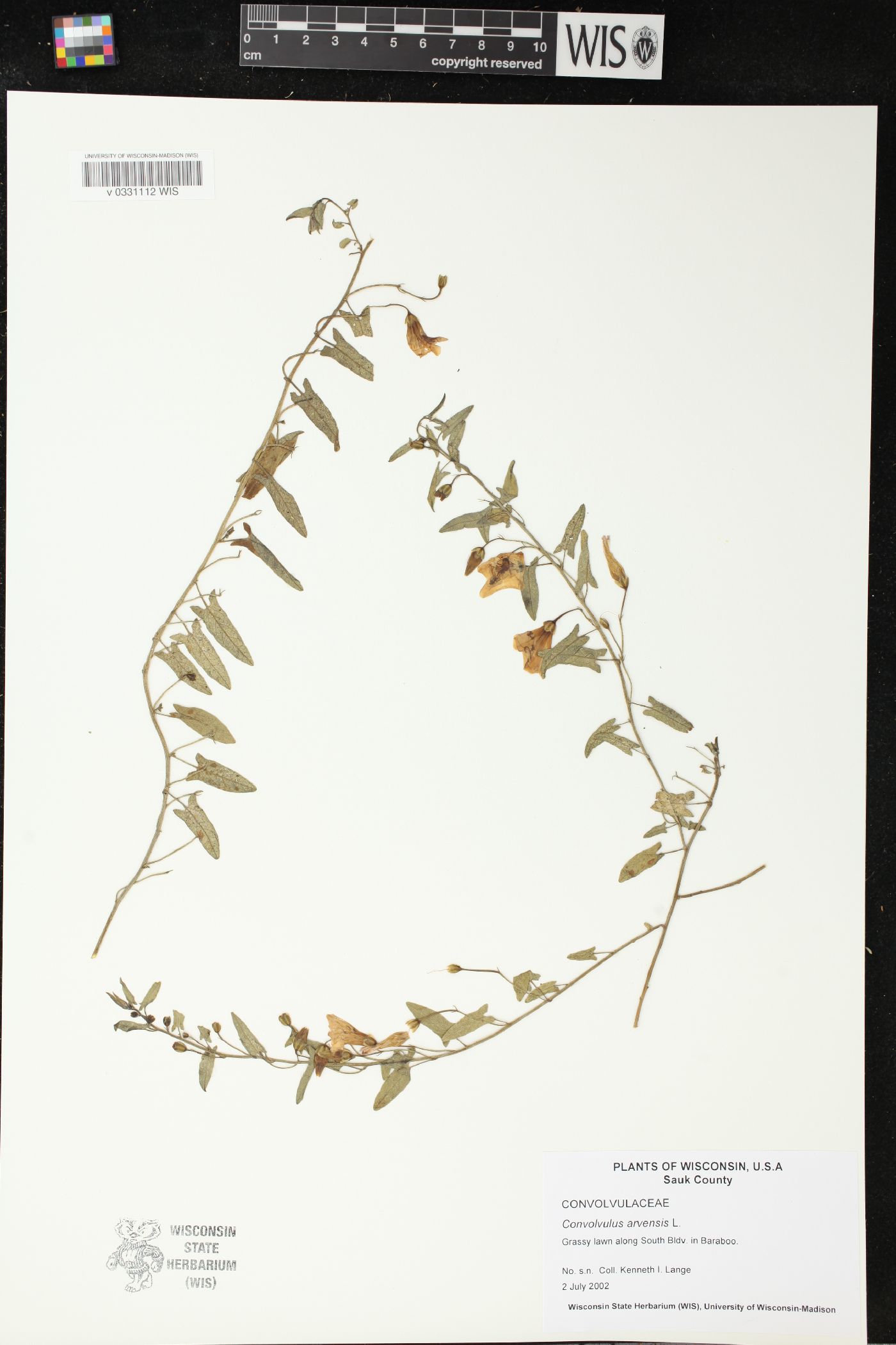Convolvulus arvensis image