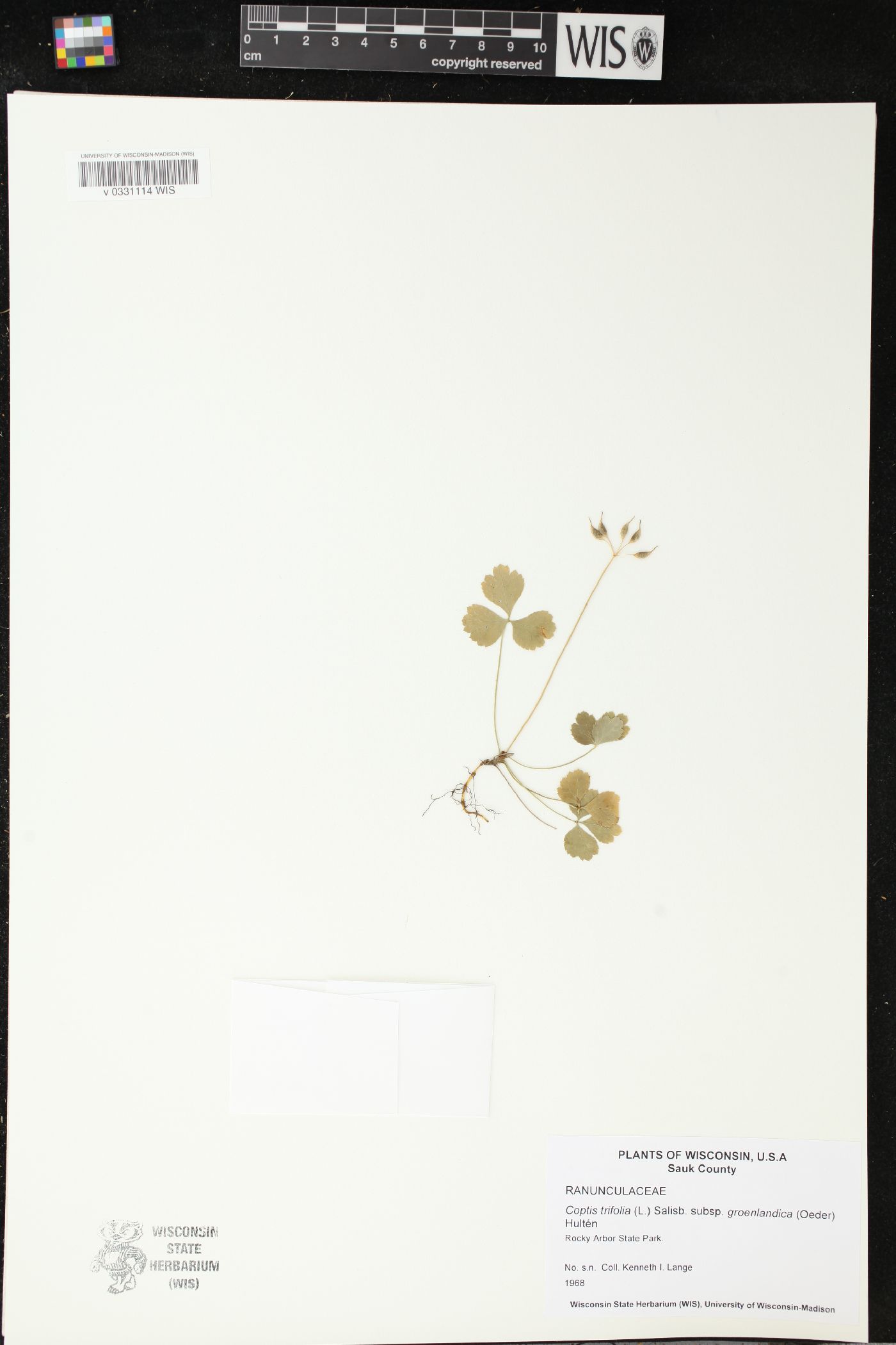 Coptis trifolia image