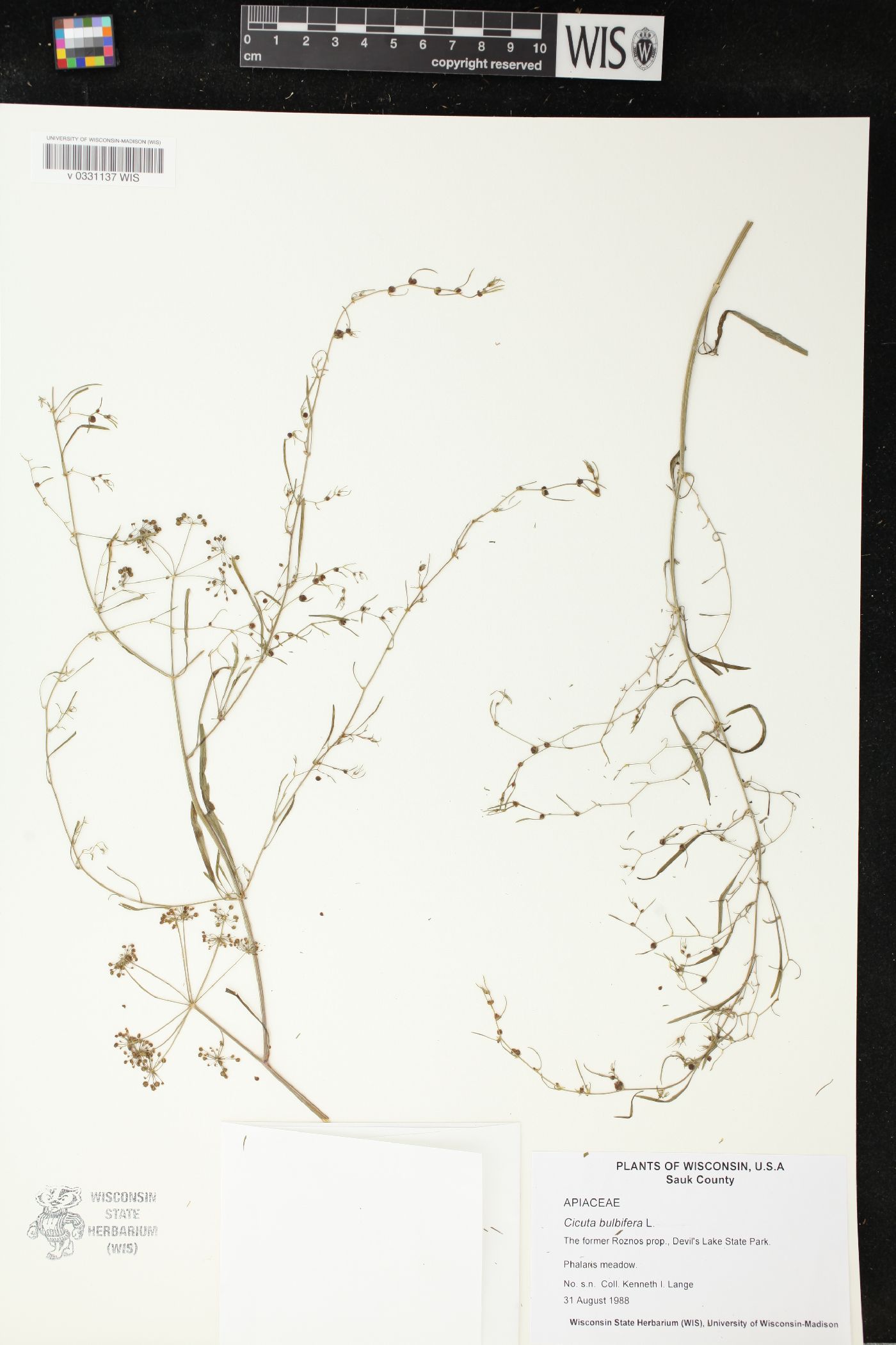 Cicuta bulbifera image