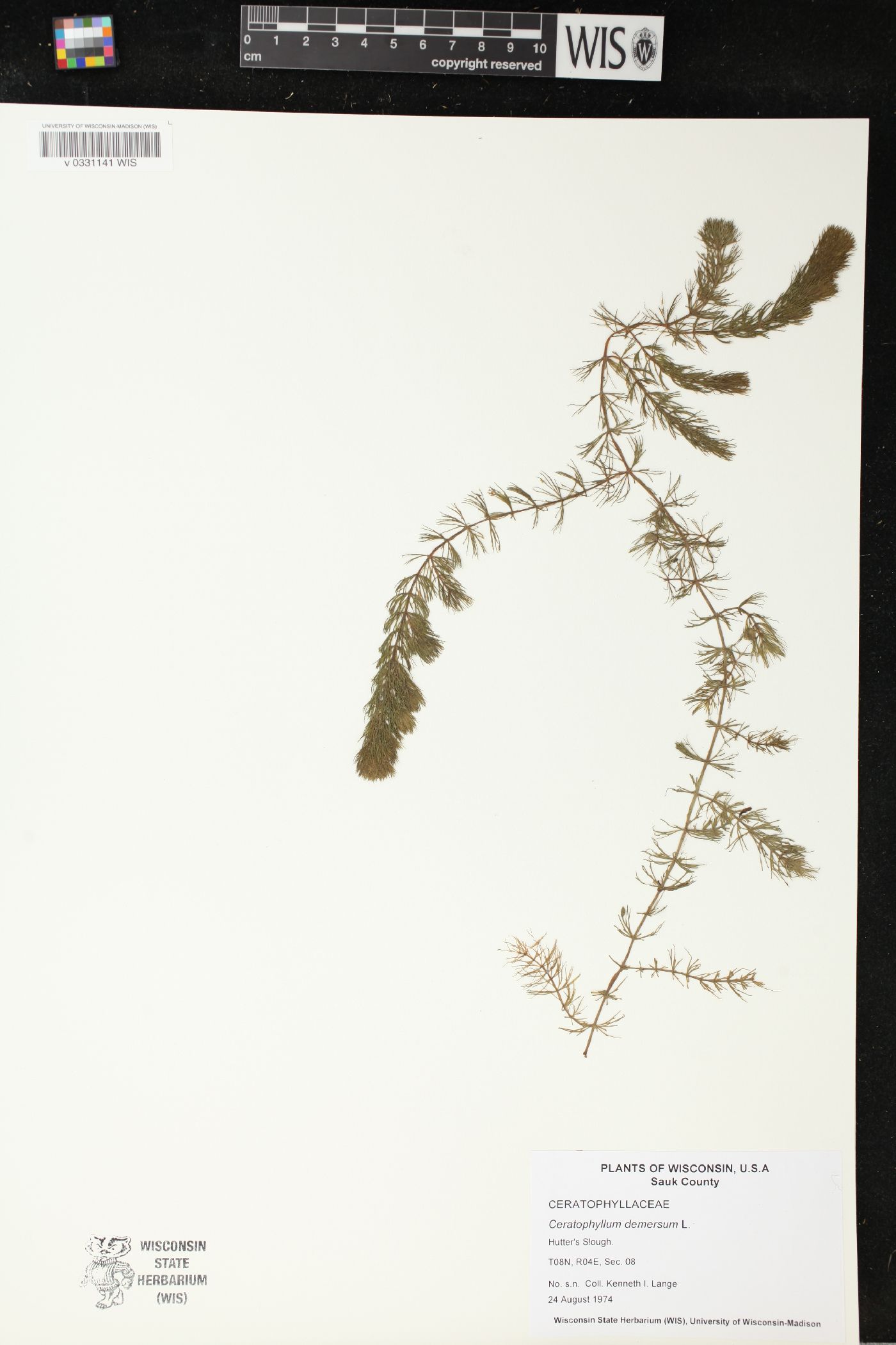Ceratophyllum demersum image