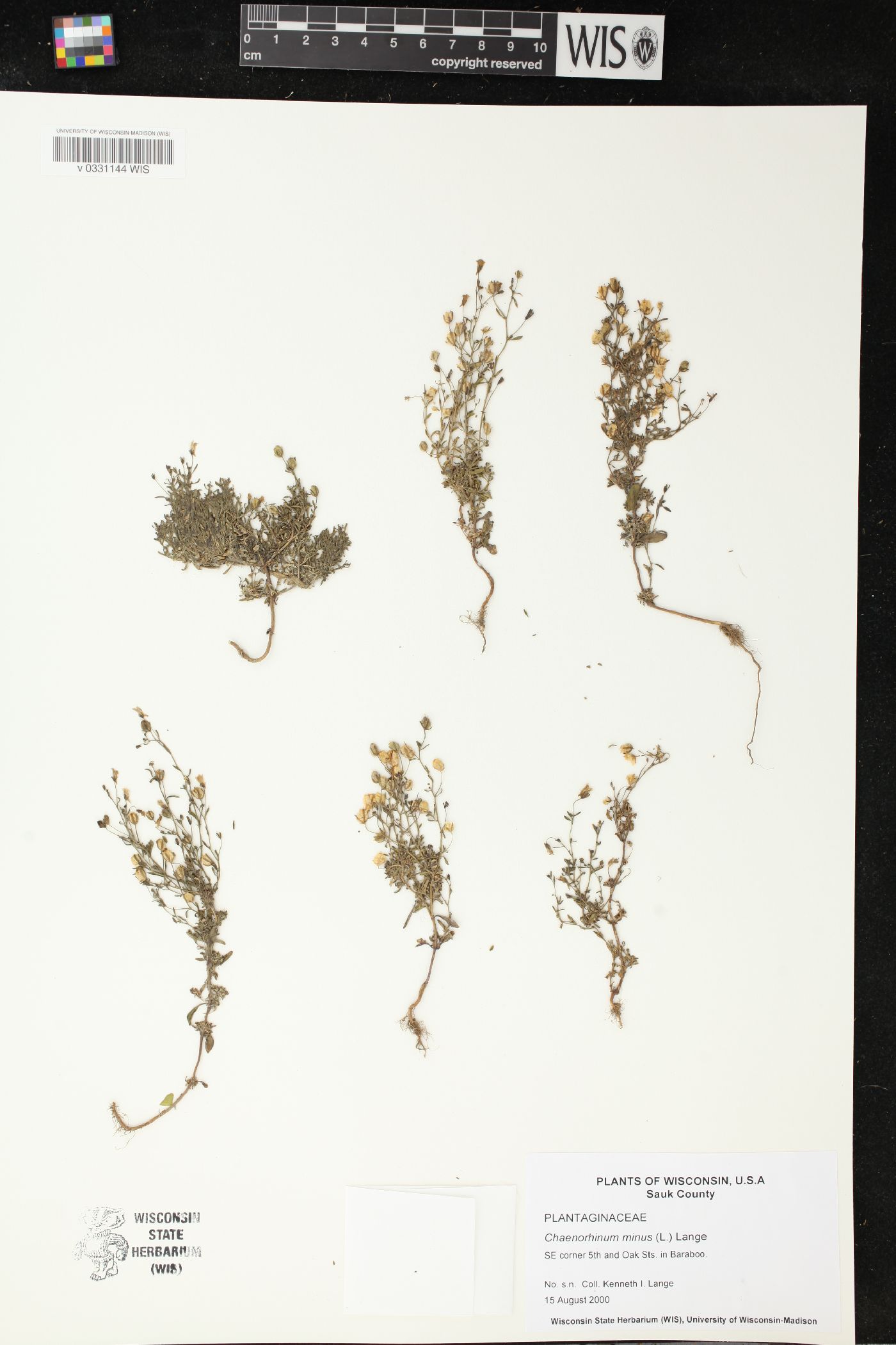 Chaenorhinum minus image