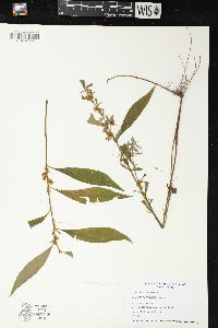 Cuscuta cephalanthi image