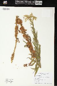 Cuscuta gronovii image