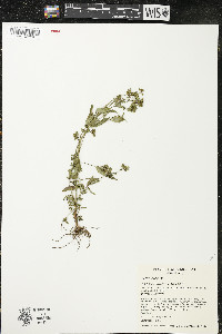 Hypericum majus image