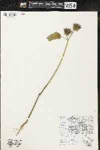 Abutilon theophrasti image