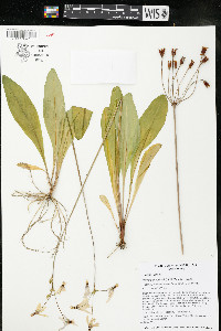 Dodecatheon meadia image