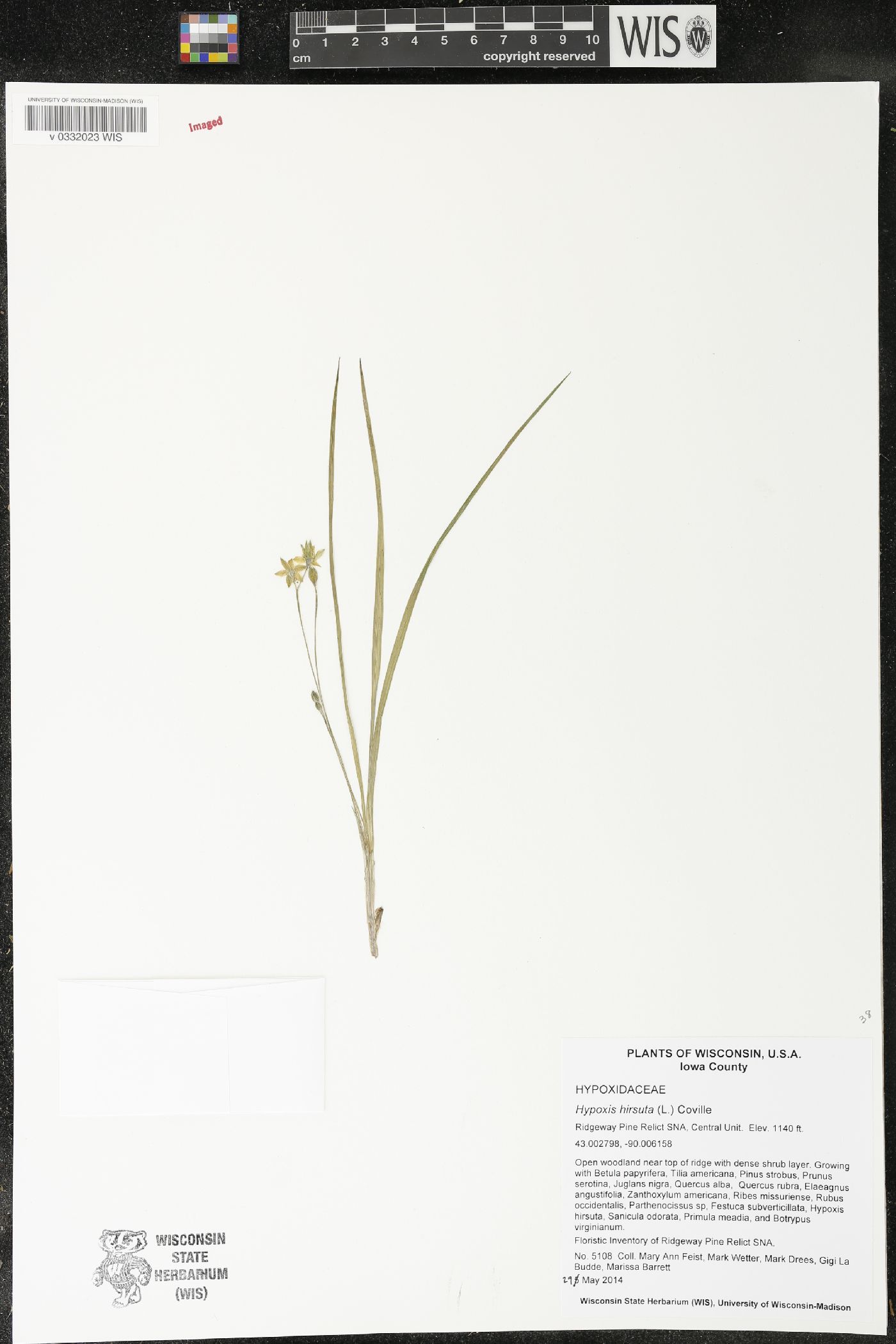 Hypoxis hirsuta image