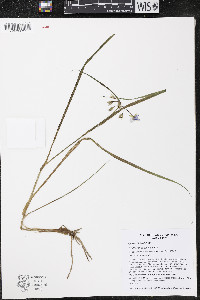 Tradescantia ohiensis image