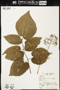 Aralia racemosa image