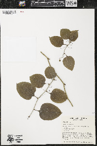 Smilax tamnoides image