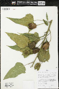 Hibiscus laevis image