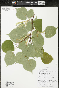 Tilia cordata image