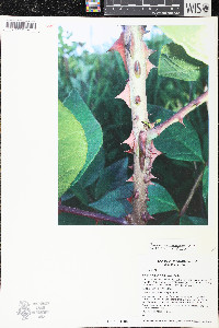 Zanthoxylum americanum image