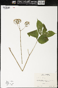 Aralia nudicaulis image