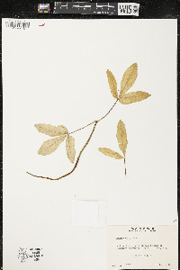 Panax trifolius image