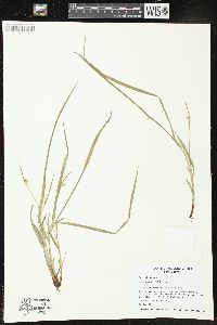 Carex jamesii image