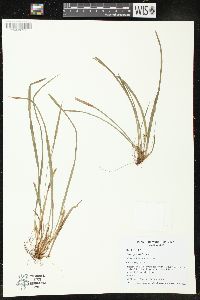 Carex jamesii image