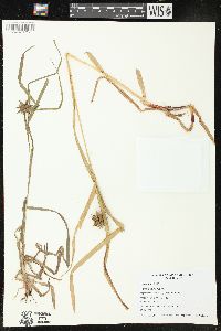 Carex grayi image