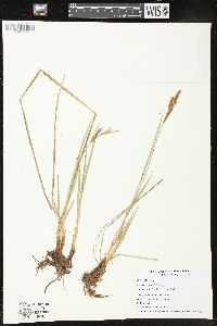 Carex haydenii image
