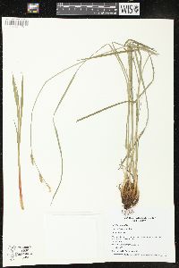 Carex haydenii image