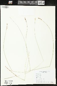 Carex sterilis image