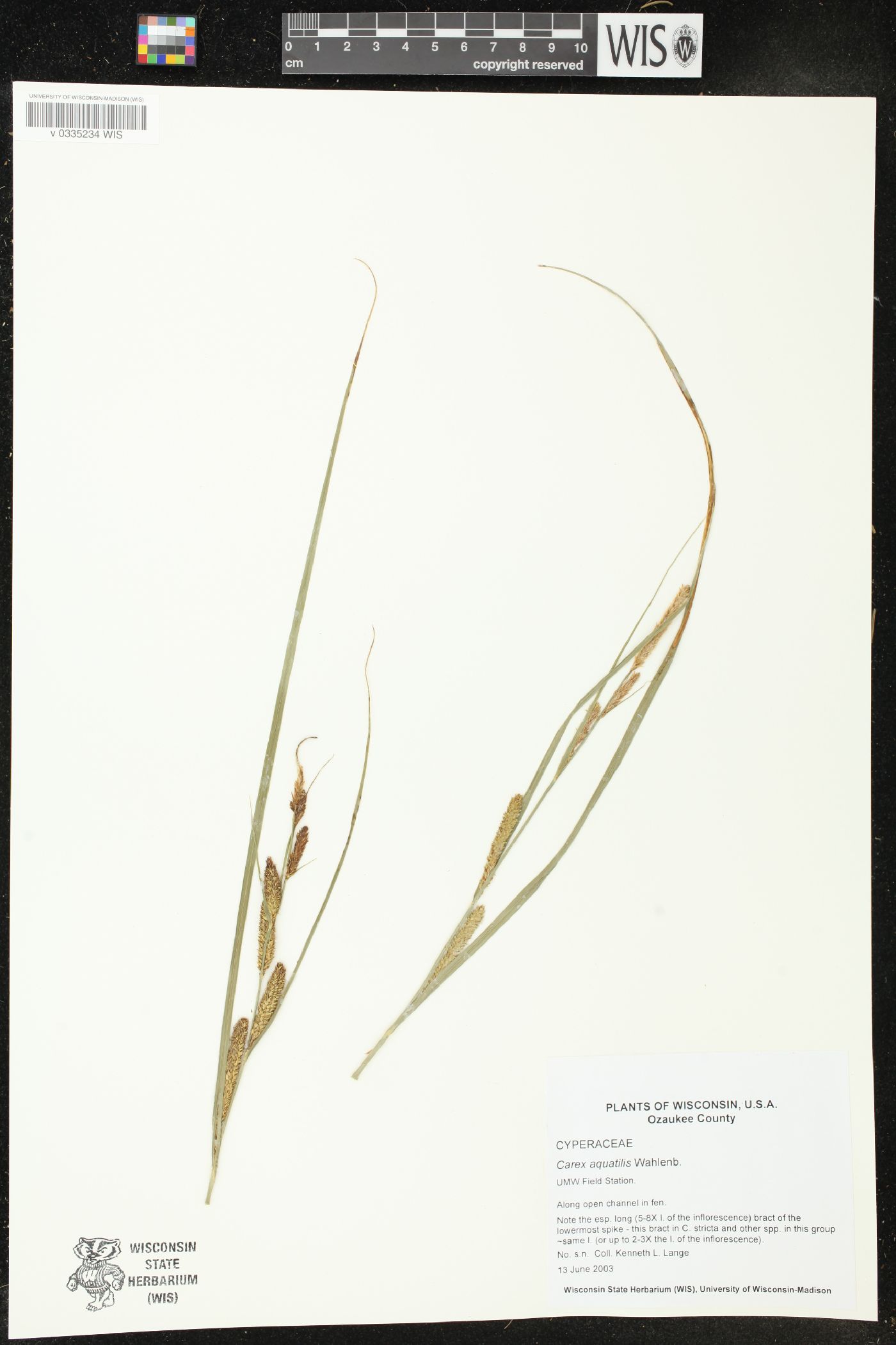 Carex aquatilis image