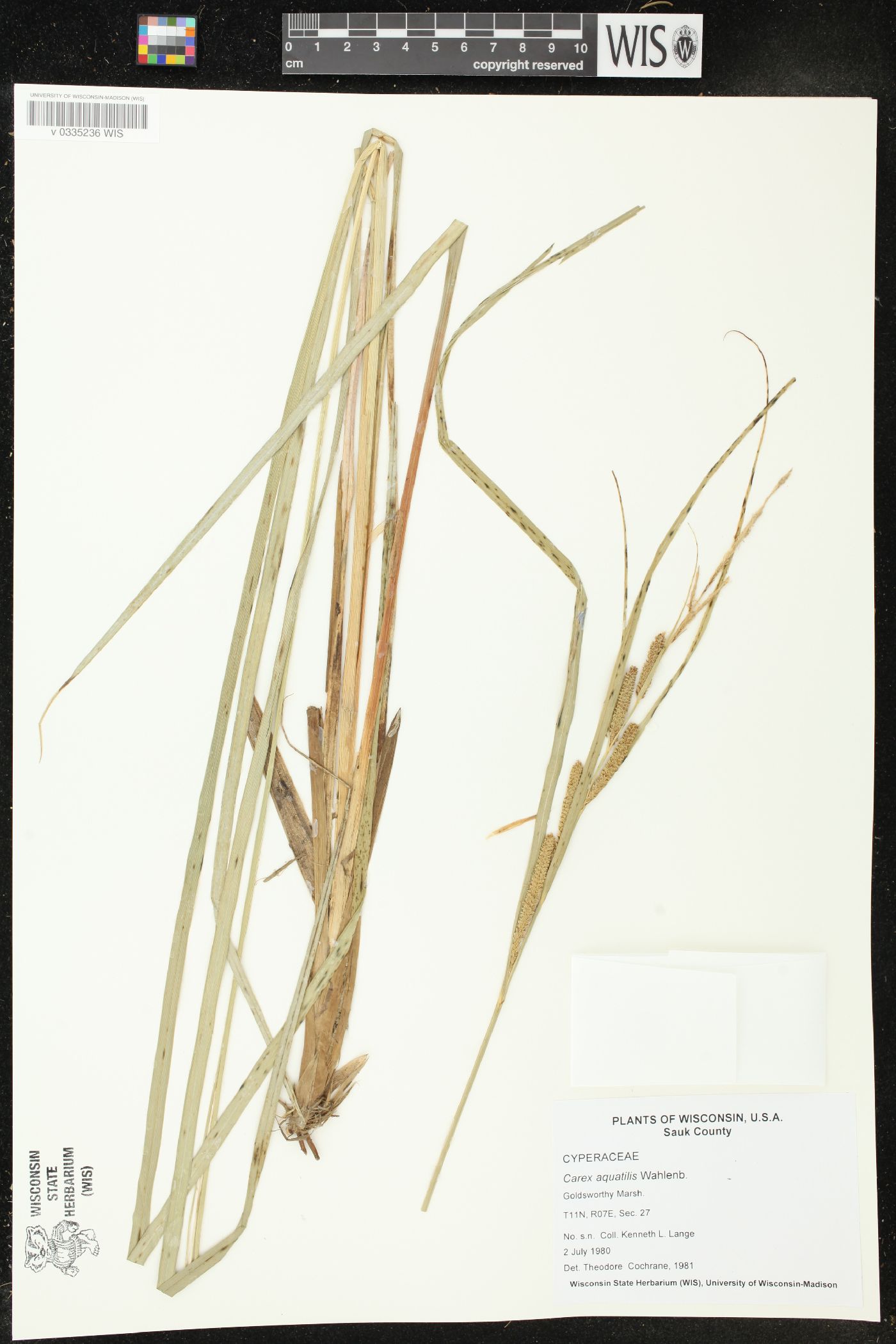 Carex aquatilis image