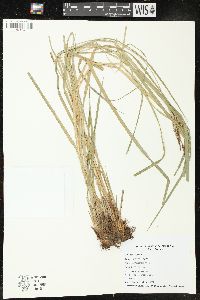 Carex emoryi image